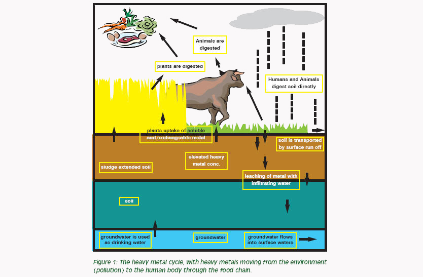 View of Heavy Metal Toxicity in Animals | Avitech Nutrition